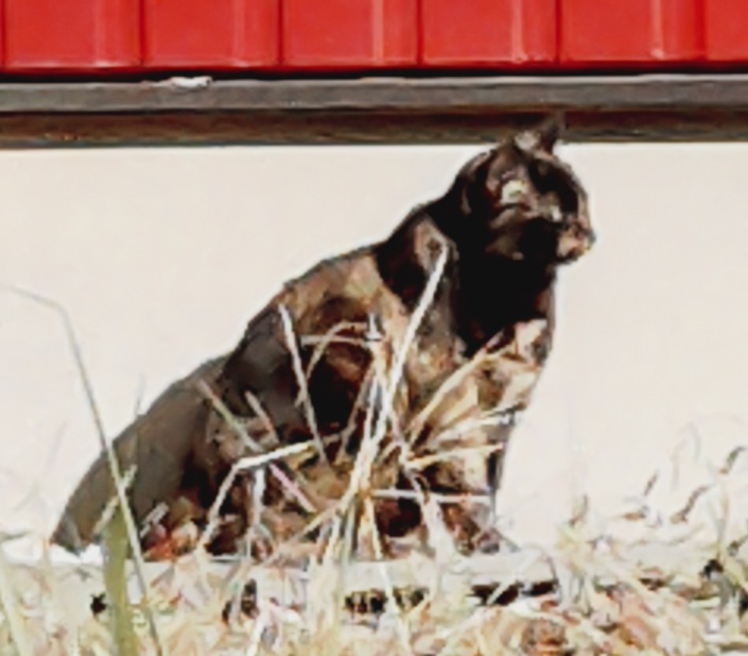 にゃおん にゃおん♪ on X