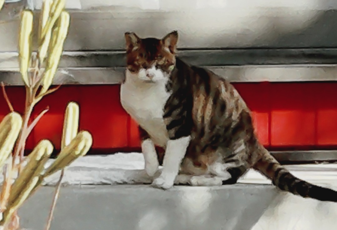 にゃおん にゃおん♪ on X