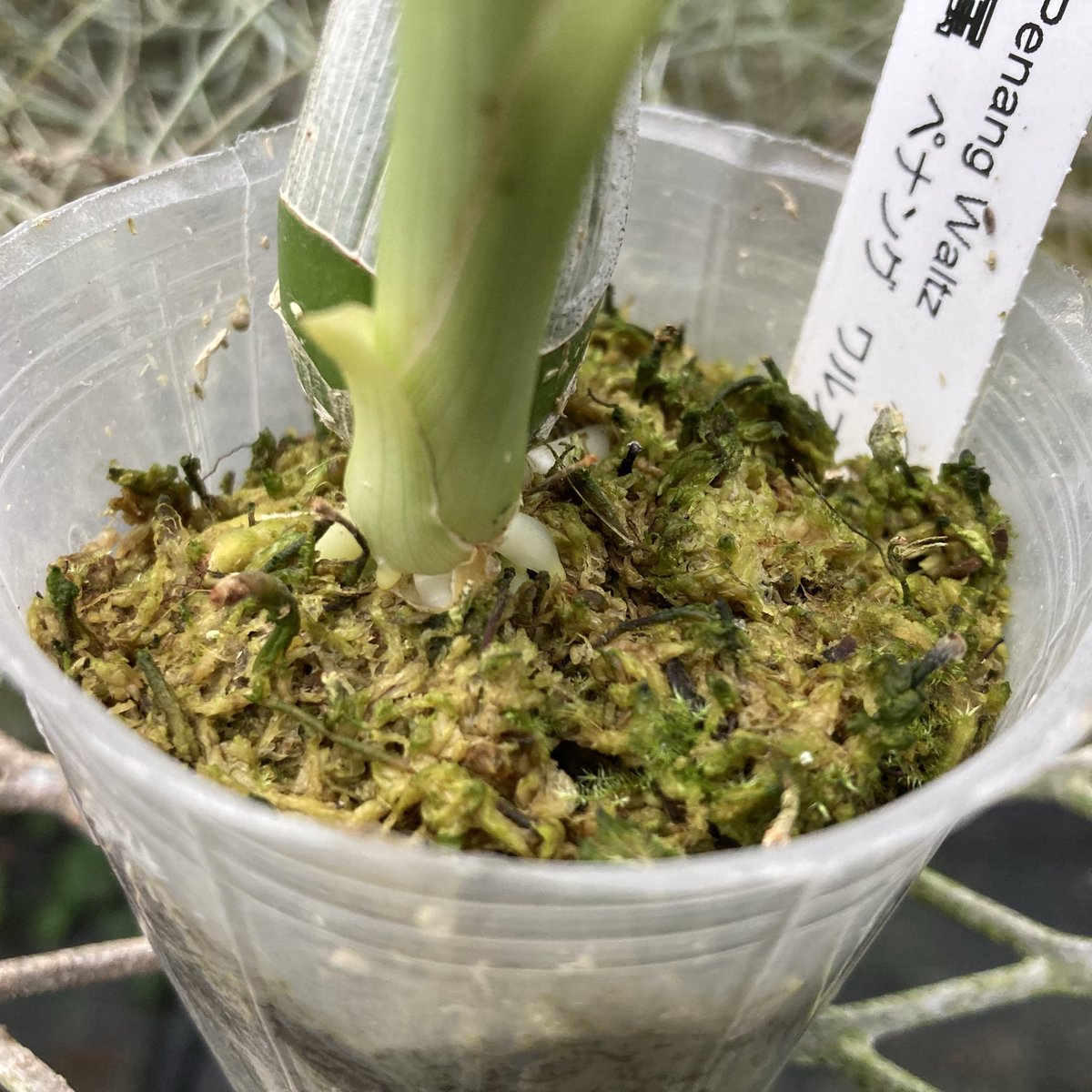 吉田様ご確認ページ 祐成 本焼き 河豚引き包丁 尺