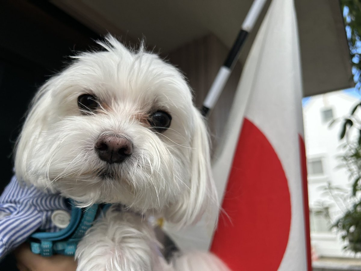 tanakatakeshi's tweet image. 【11月3日🎌文化の日】

今日は国民の祝日「文化の日」です。
祝日法では、「自由と平和を愛し、文化をすすめる」ことを趣旨とすると定めています。

今朝は、二男と一緒に朝のお散歩です…🐾。ちなみに長男は妻と一緒に出かけました…🐶。
なぜかチビたちの気分で、別行動になりました…。

#質実剛健…