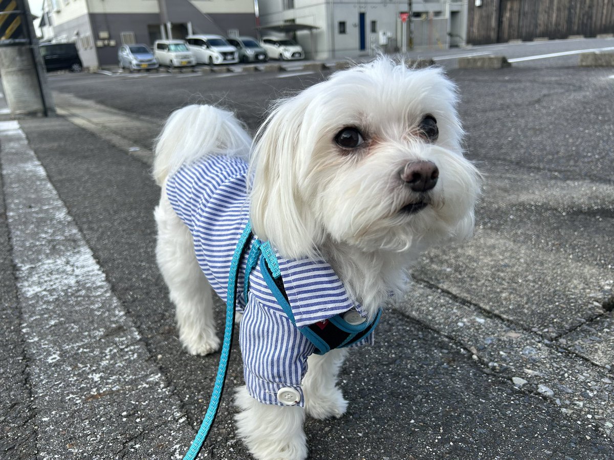 tanakatakeshi's tweet image. 【11月3日🎌文化の日】

今日は国民の祝日「文化の日」です。
祝日法では、「自由と平和を愛し、文化をすすめる」ことを趣旨とすると定めています。

今朝は、二男と一緒に朝のお散歩です…🐾。ちなみに長男は妻と一緒に出かけました…🐶。
なぜかチビたちの気分で、別行動になりました…。

#質実剛健…