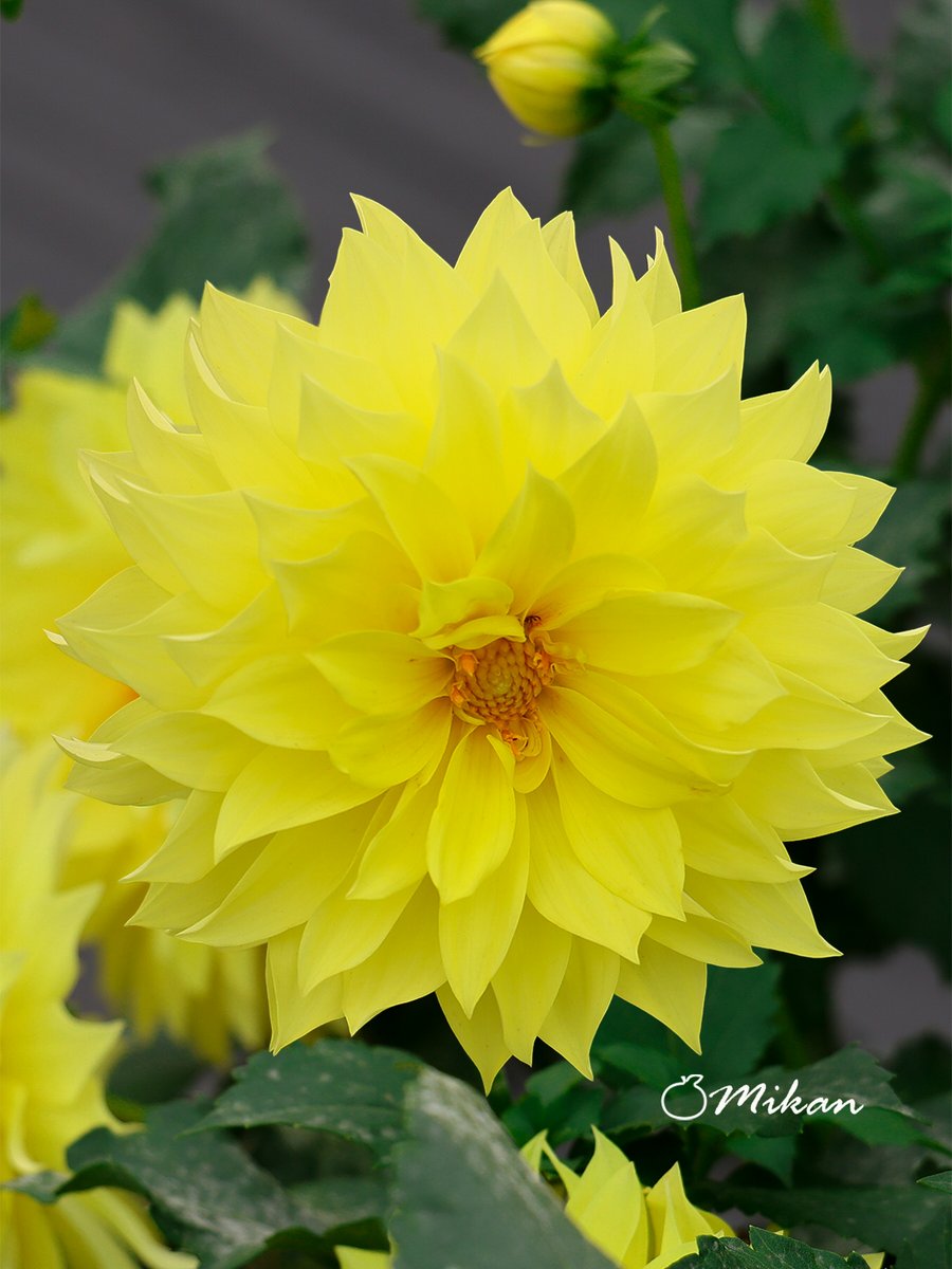 おはようございます💙

天候に恵まれた三連休も今日まで🍀

素敵な一日をお過ごしください🥰