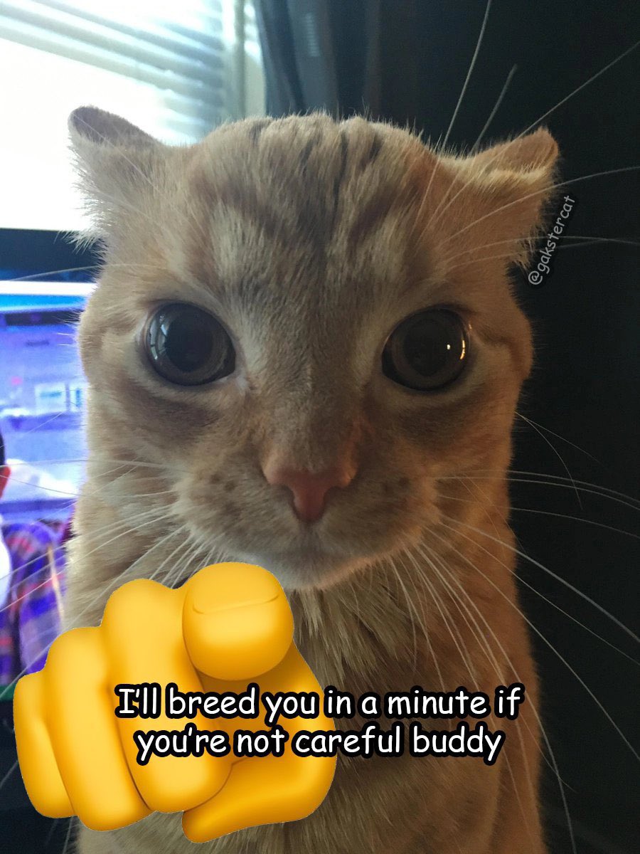 GaK (@gakstercat) on Twitter photo 