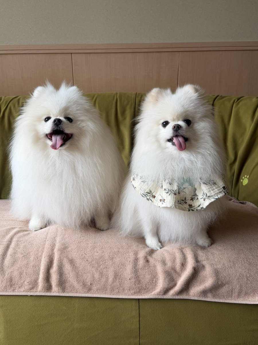 ポメのハッピー (@CvURT4VB0FlXs6B) / Posts / X