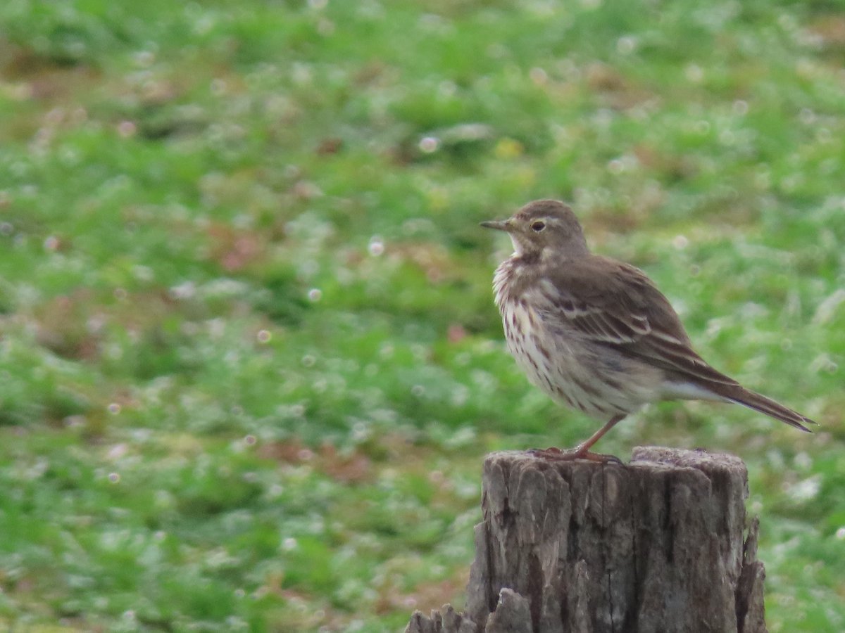 いつもの沼で鳥見。
前回からちょっと間が空いてしまいましたが少しずつ冬っぽくなってきましたね。
エリマキシギやオジロトウネンを見れて良かったです。