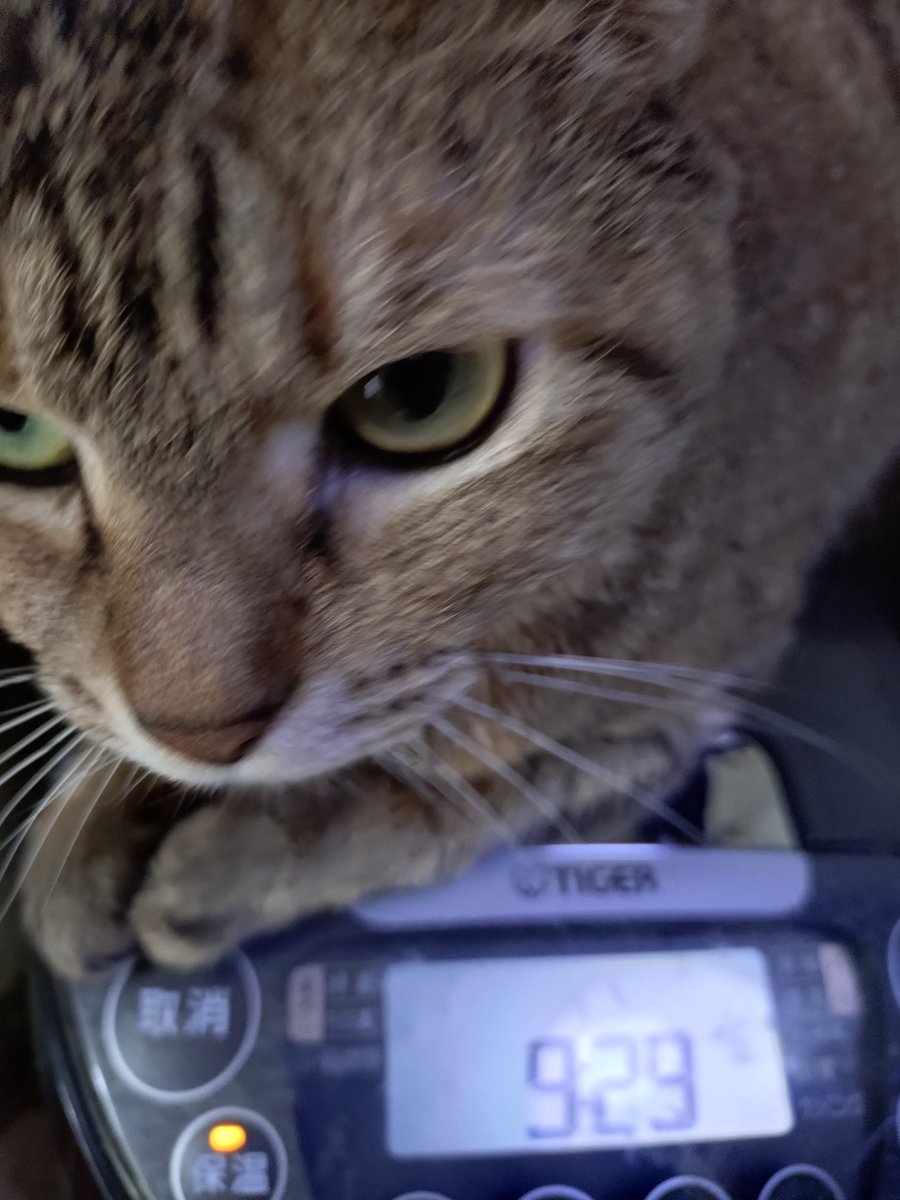 狸猫さま 巳巳巳 on X