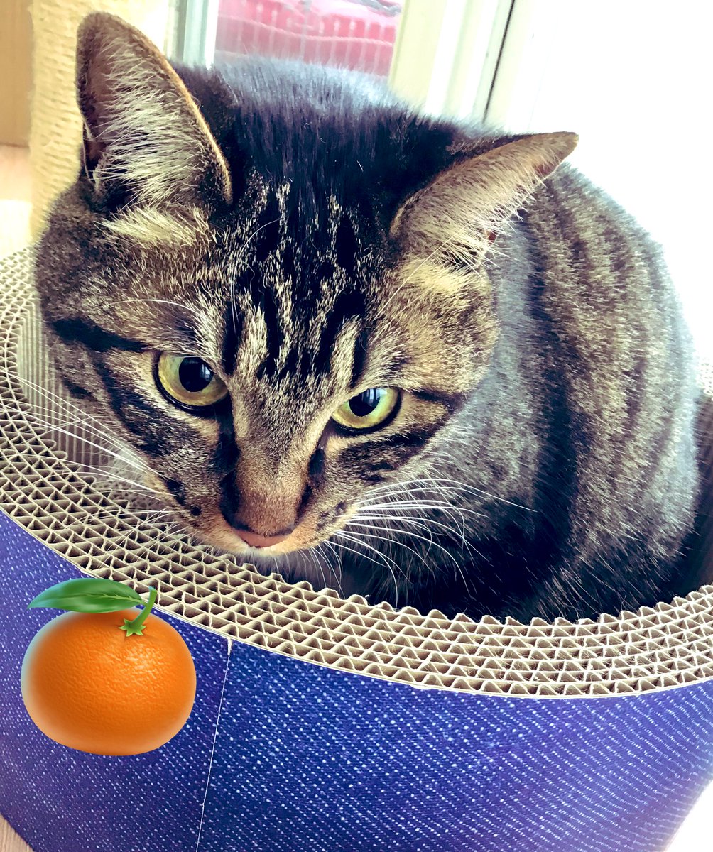 かめきち (@E9Ep7HchhwchZot) / Posts / X