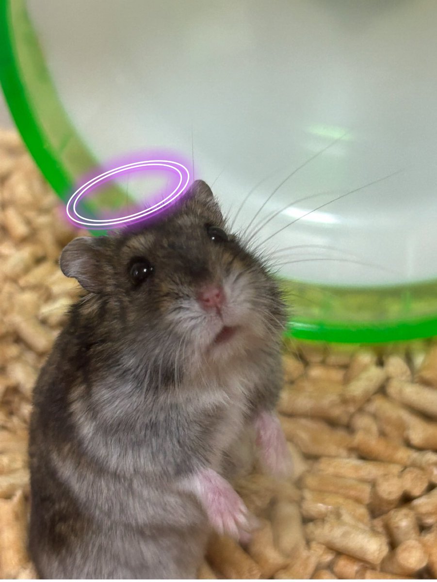 m_koma96's tweet photo. 2代目そらくんが11月2日の夜に虹の橋を渡りました🐹🌈
2歳2ヶ月でした
病気のあとは昼も夜も走っていて、ごはんを食べても痩せてしまっていました
ごはんが大好きだったのでハムランドではたくさんごはん食べているといいなと思います。
みなさんありがとうでち  そら🐹 https://t.co/xum7XBVALQ