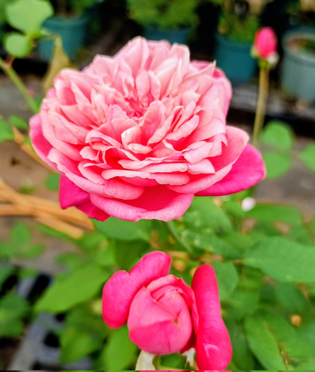 まるちゃん🌹🐱🐕🐾🐾 on X