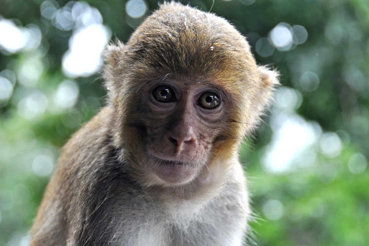 BREAKING: A Mississippi mother shot and killed a rogue monkey believed to carry herpes to protect her five children after it escaped from a truck crash that freed 21 monkeys on Tuesday.