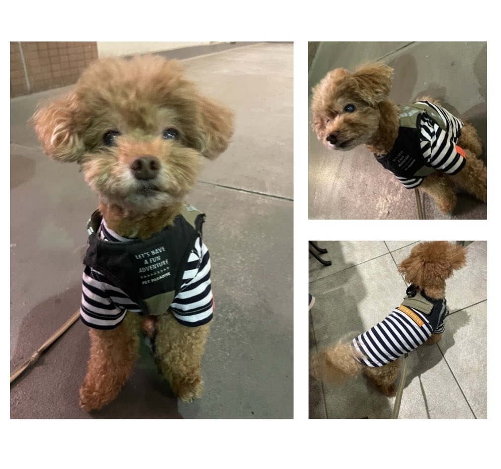 yasuosaeki's tweet photo. ラスくんからのプレゼント🎁のお洋服を着て、初めてのお散歩。ラス・ラム・ごんチャでお揃いのお洋服。一緒にお散歩するのが楽しみだワン🐶
#トイプードル大好き  #トイプー  #トイプードルレッド #トイプードル男の子  #保護犬 #保護犬 #保護犬を飼おう #保護犬を家族に #保護犬出身 https://t.co/noEdI27ida