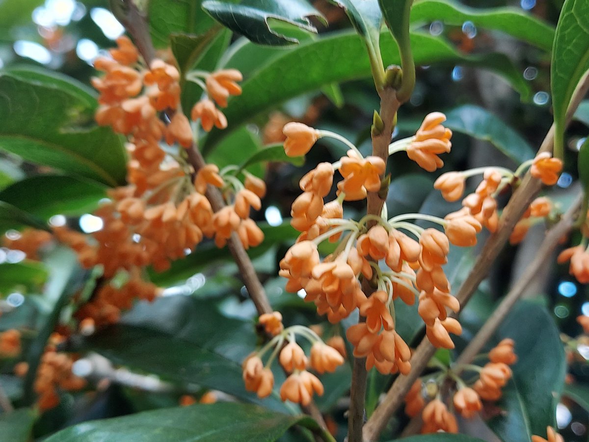 あきにゃん🦢🎵歌とハープが好き🦢🎵第九のソロを歌いたい🎵 on X