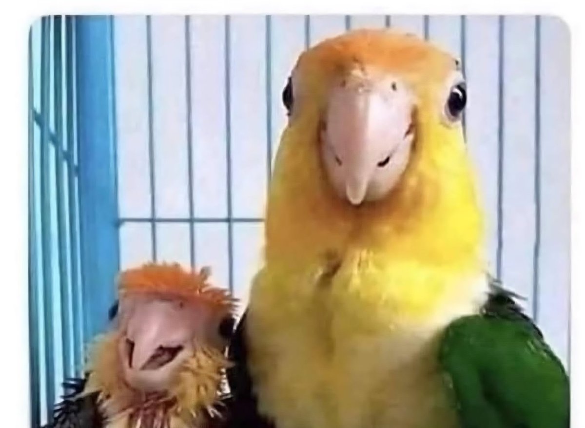 When your mum is beating you because you missed out on $aster pump last night and all of a sudden you've got visitors.