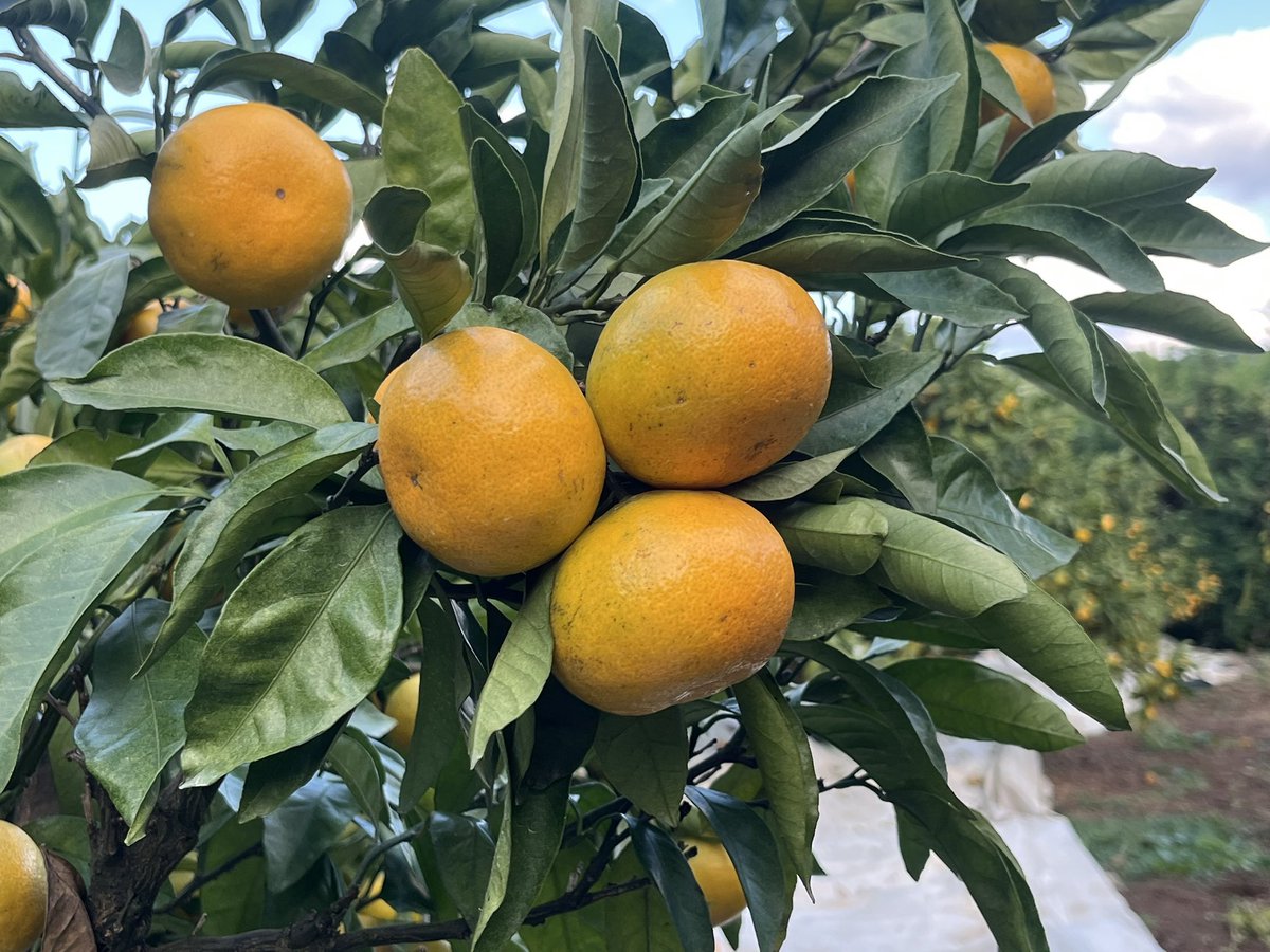 はらぐちみかん園 on X