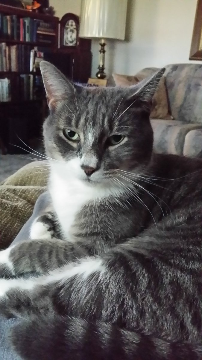 Cats Are Concerned About Us  #laurascats #catsarefamily #catsoffacebook #catsofinstagram #catsoftwitter #catsrule #livelovecats cattaleswithlaura.com/2025/11/02/cat…