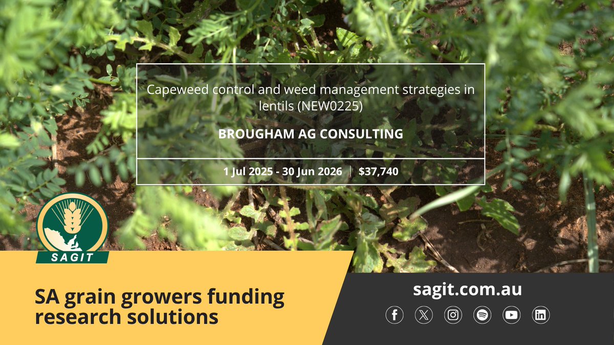 SAGrainTrust's tweet image. We&apos;re funding a new project, led by Brougham Ag Consulting @agromick82 , to find solutions to capeweed and other common broadleaf weeds in lentil production systems 🌱

Learn more 👉bit.ly/47ZzIpR

#SAGIT #BroughamAgConsulting #lentils #capeweed #broadleafweeds #SAag
