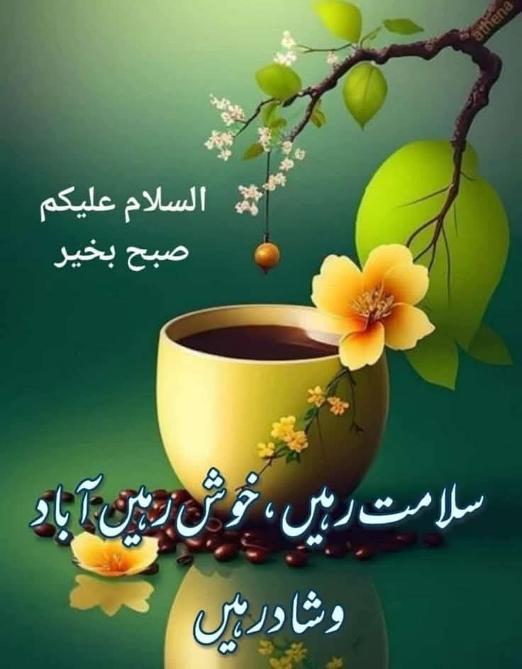 Shaista tweet media