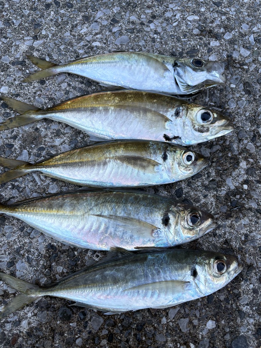 釣り好き集まれ！ Community on X - 2.7K Members