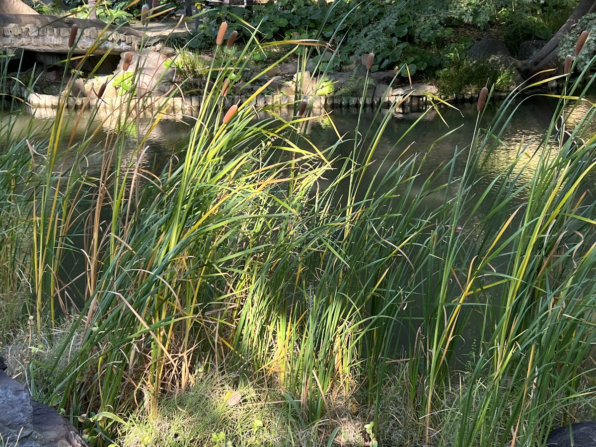 カレン ホイプティング レモンの木の下で ワニ ジクレー カレン・ホイ