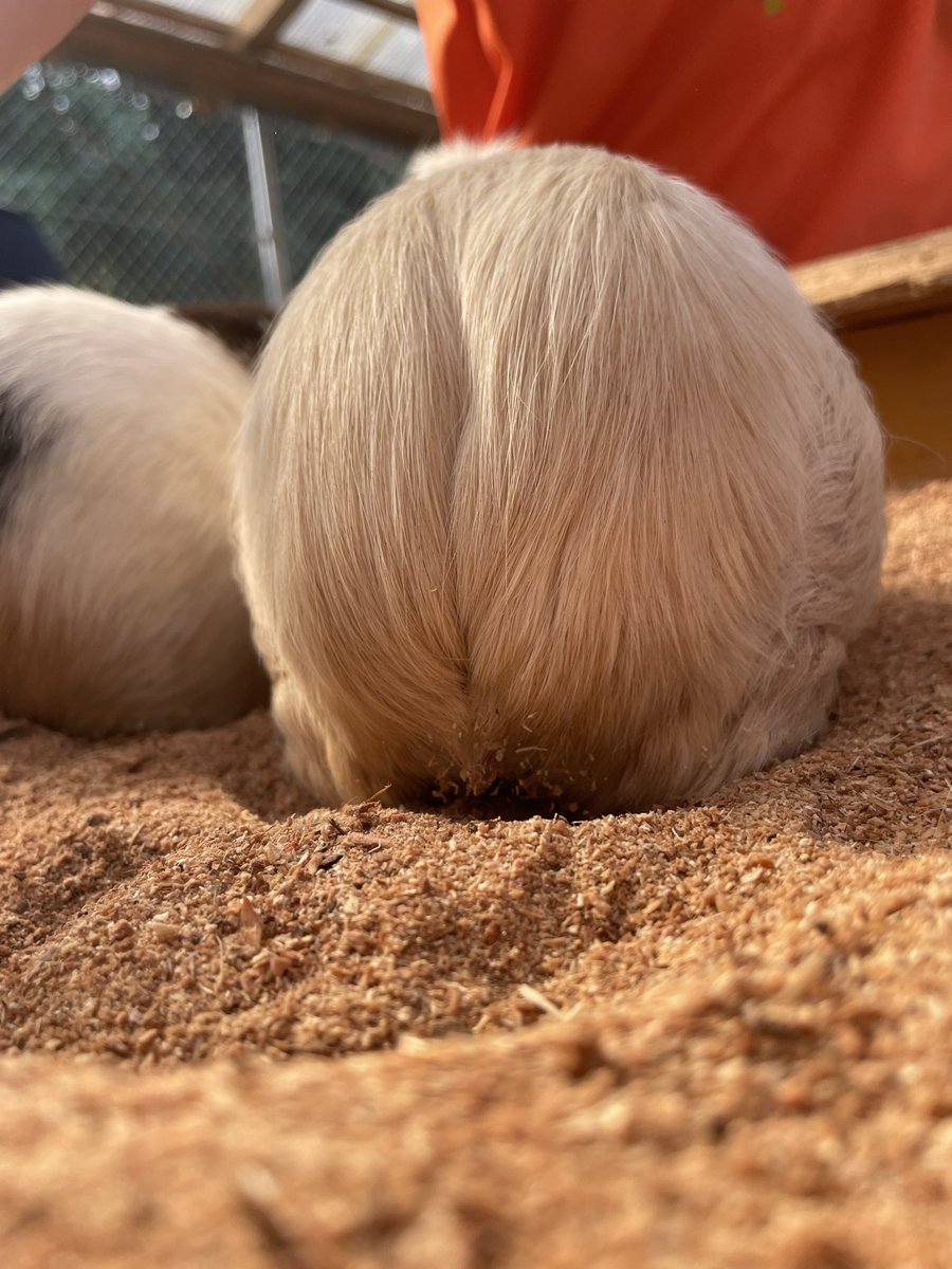 カピバラかぴばら on X