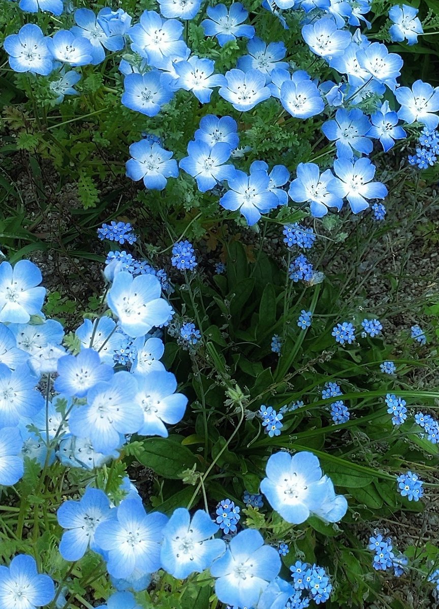 ねもふぃらページ ネモフィラ