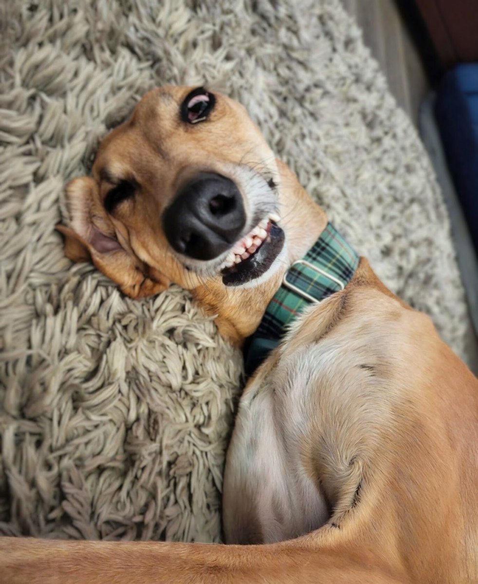 GaltxOrg's tweet image. Joel was 0.3 seconds into REM sleep when he heard the pantry door creak.  #greyhounds #derpydog
