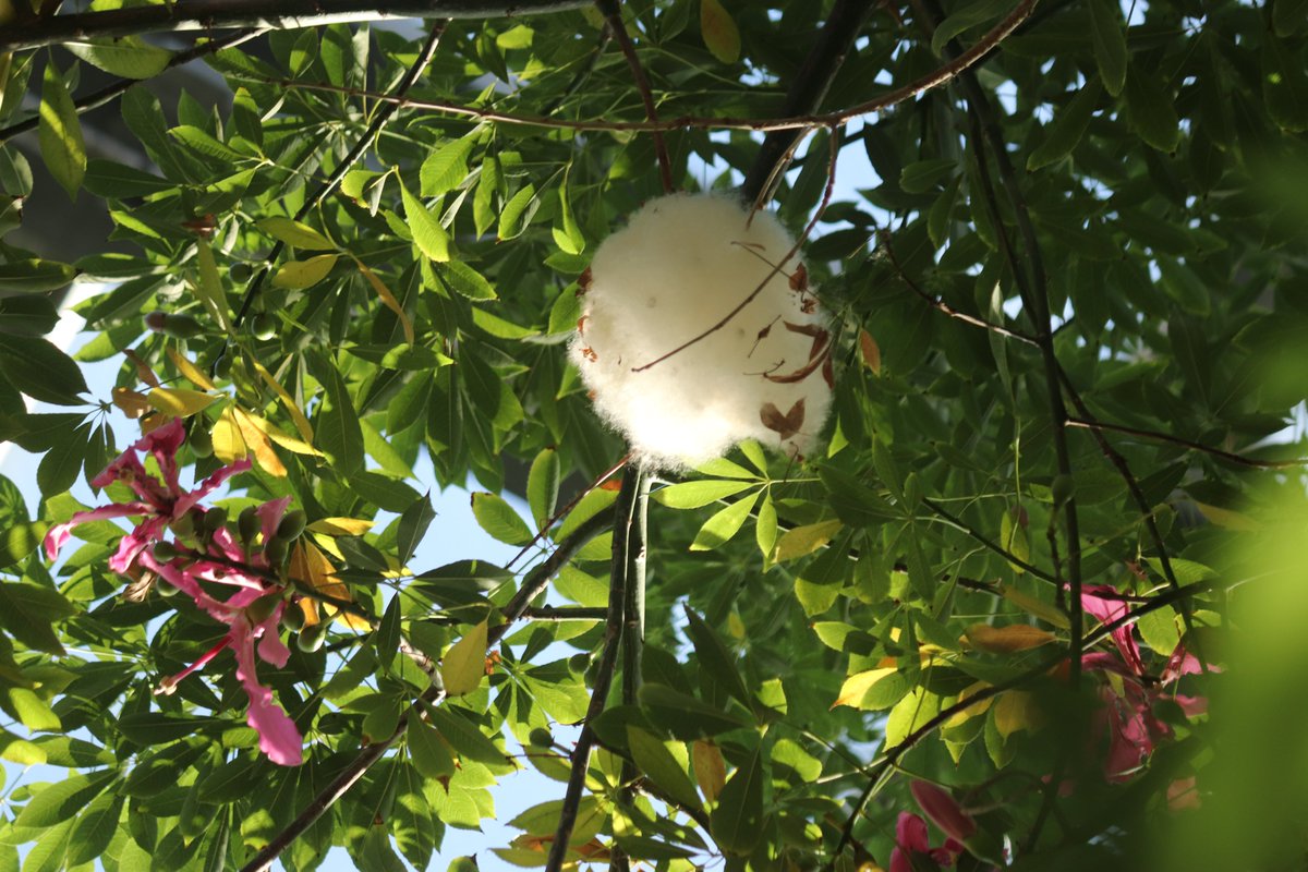 咲くやこの花館 on X