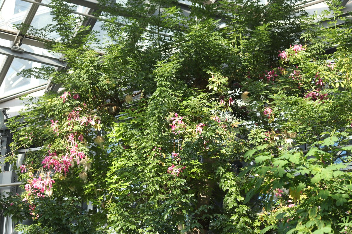 咲くやこの花館 on X