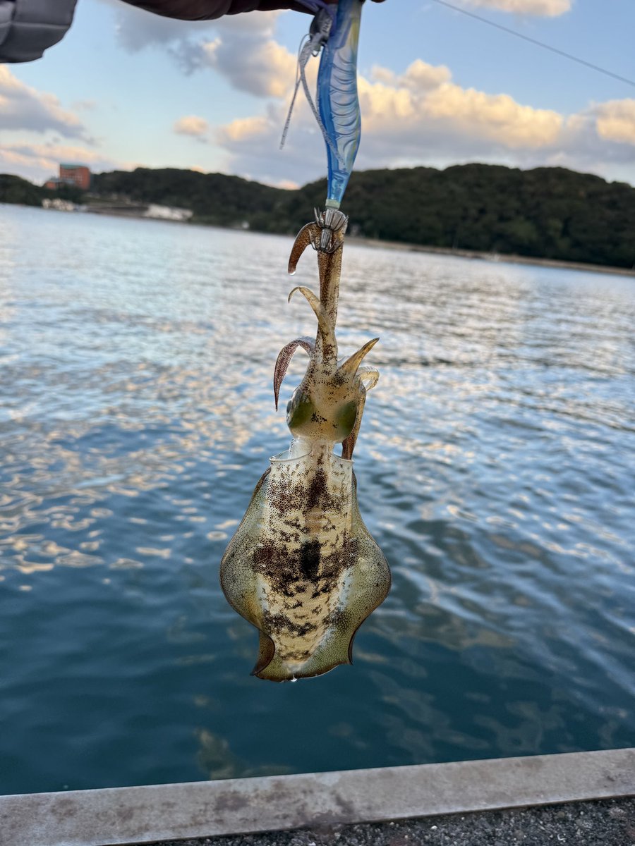 astroken's tweet image. 久し振りの夜釣り楽しかった🎣