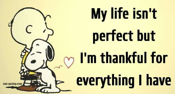 Doggo Diaries (@diaries_doggo1) on Twitter photo 