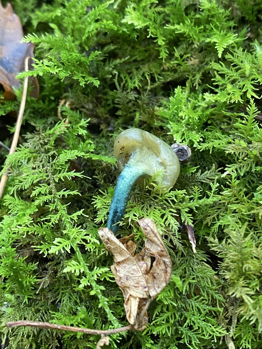 なんのきのこじゃ？
#美しいきのこ選手権
#美しいきのこ選手権2025