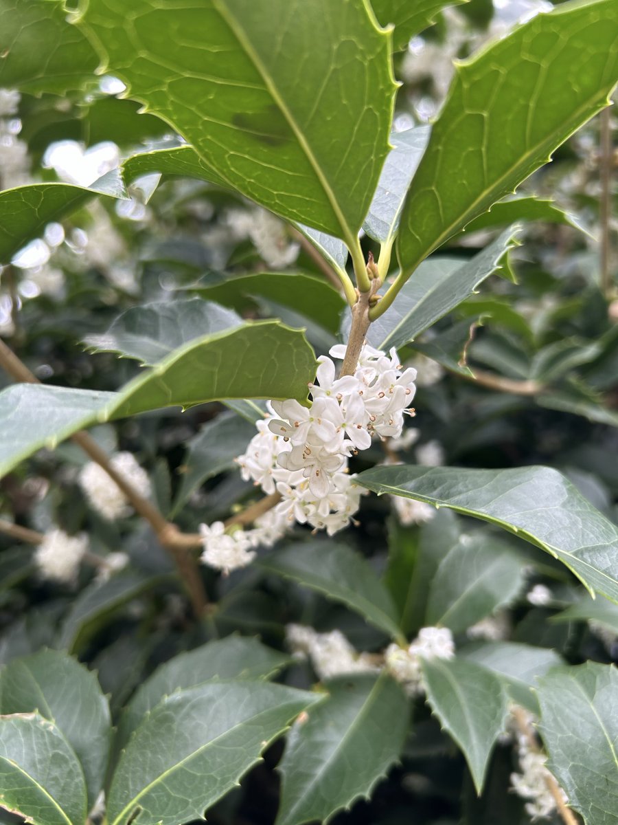 ‼️相木千栞‼️山取り枯木ヒイラギ 相木千栞様専用‼️山取り枯木ヒイラギ