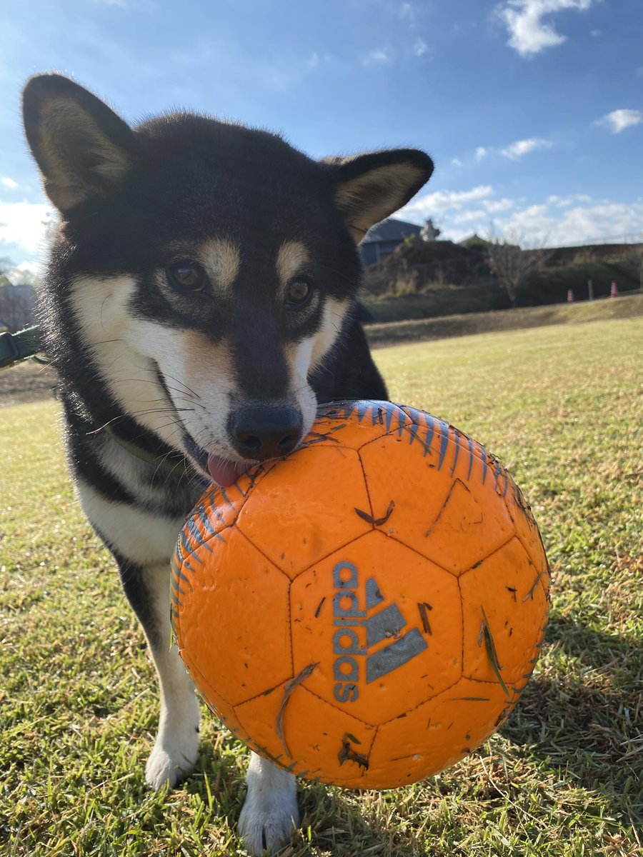 黒柴もち吉 (@MochiKuroshiba) / Posts / X