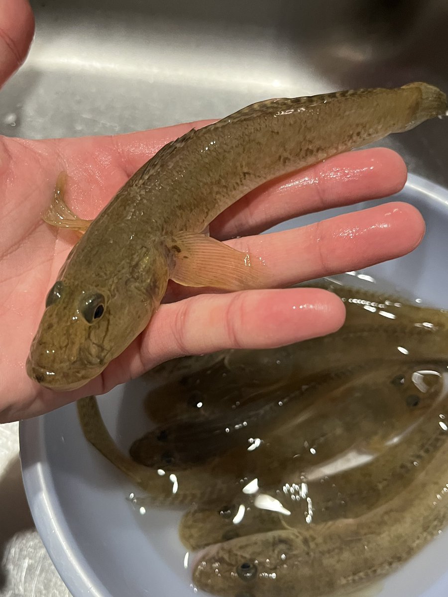 流木のイノシシ kikuchi@渓流 on X