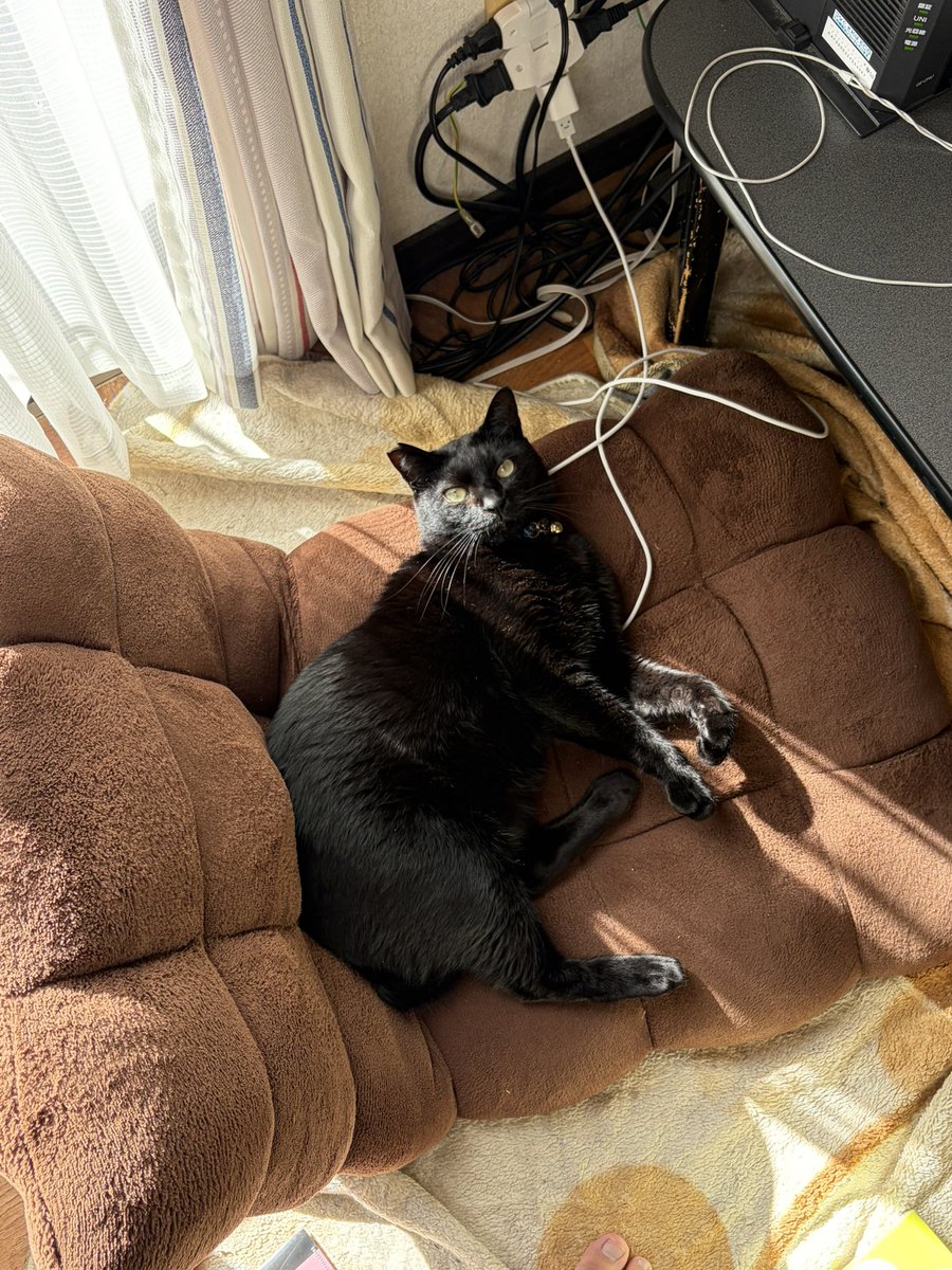 作業しようと思ったら
座椅子で日向ぼっこしてた