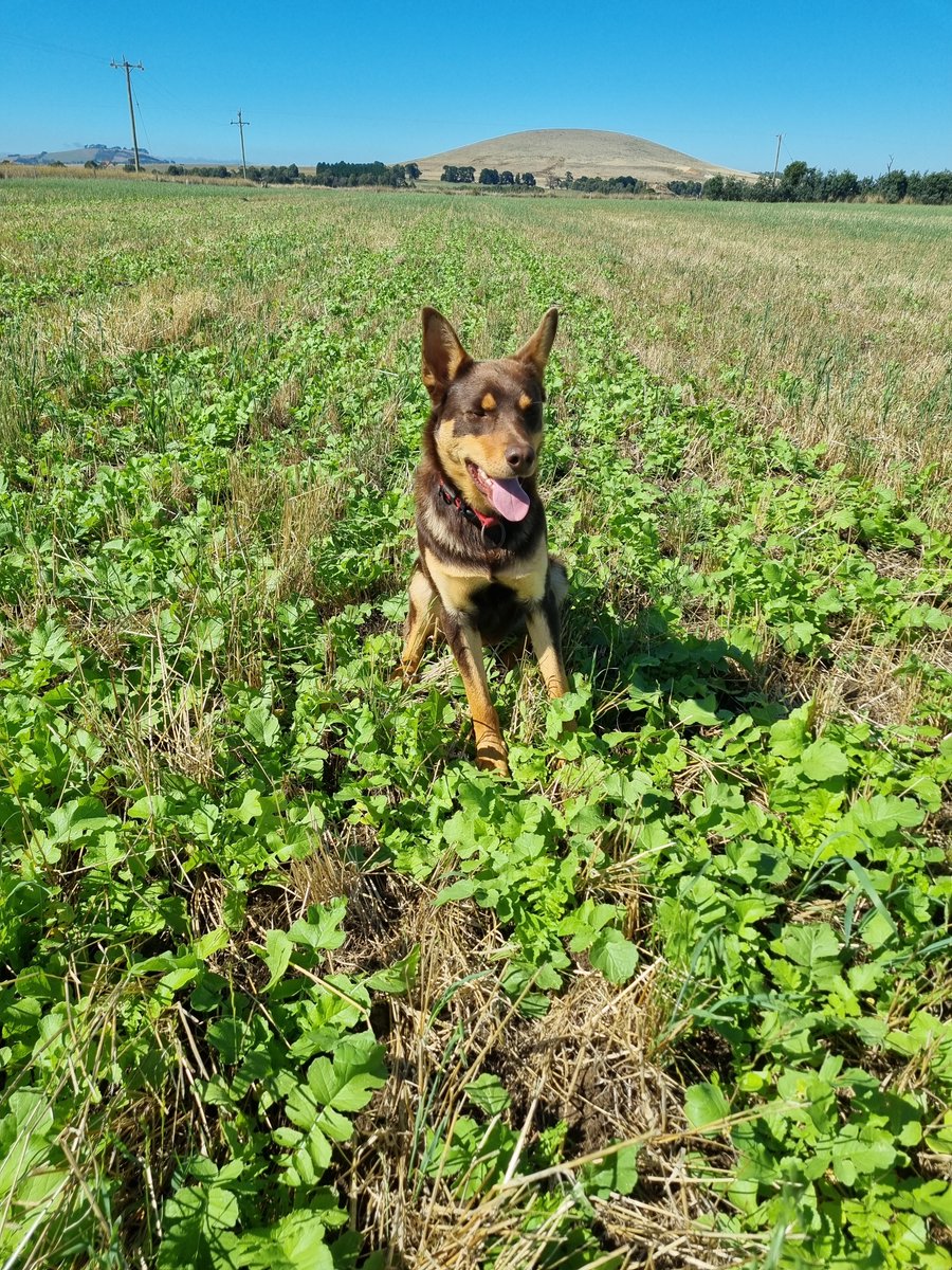 Rain has us thinking about summer crops. No matter what you sow, AGF has you covered. 

Check out our Spring Guide to see how you can be taking advantage of the moisture: agfseeds.com.au/wp-content/upl…