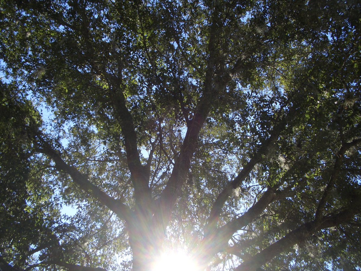 laffodiI's tweet image. I will wake up healthy I will wake up with a clear nose and throat