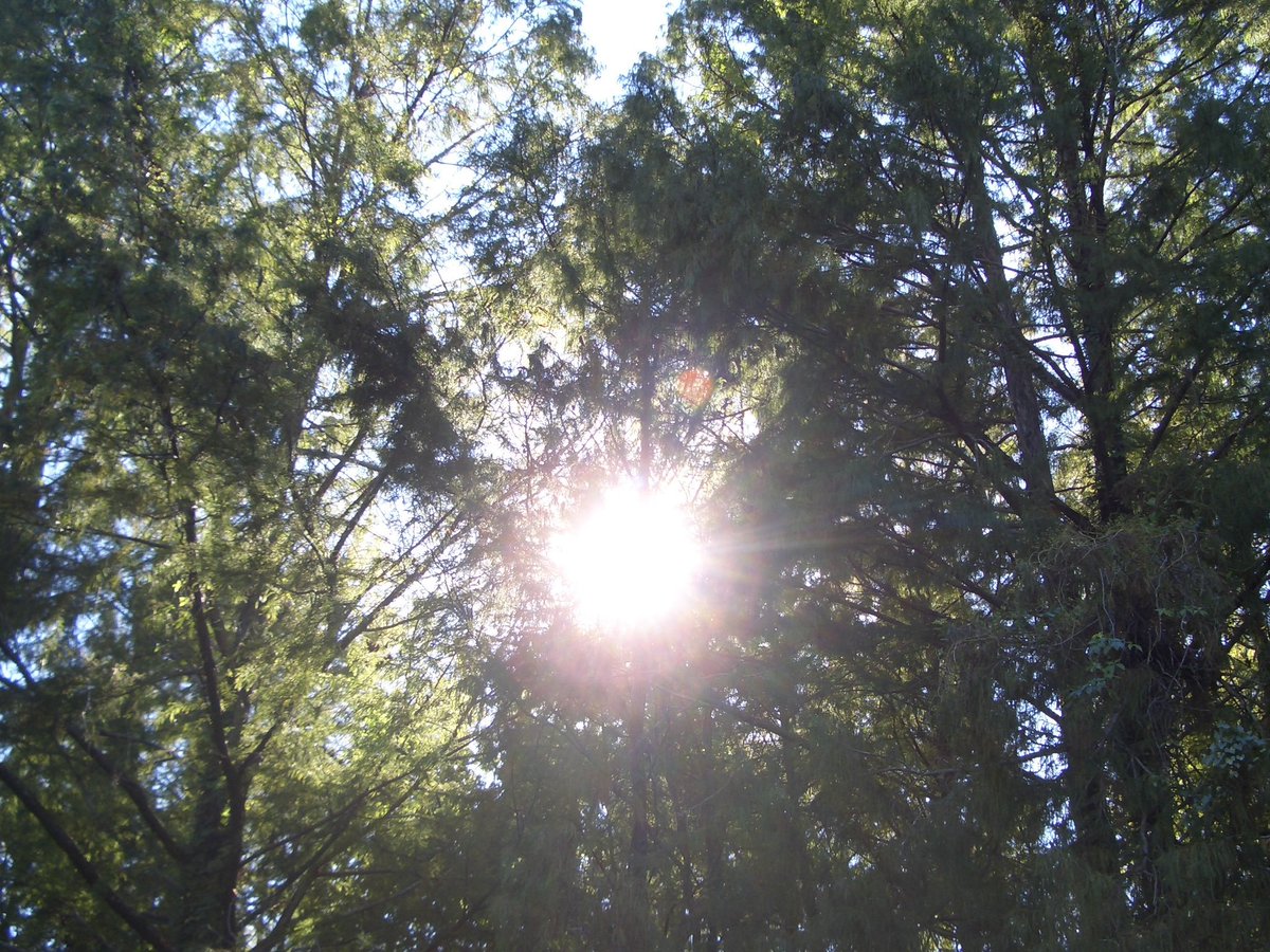 laffodiI's tweet image. I will wake up healthy I will wake up with a clear nose and throat