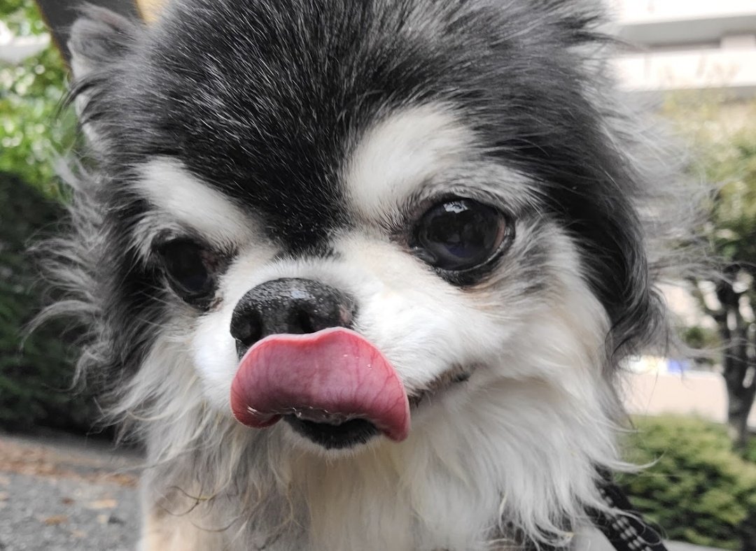 ポメのハッピー (@CvURT4VB0FlXs6B) / Posts / X