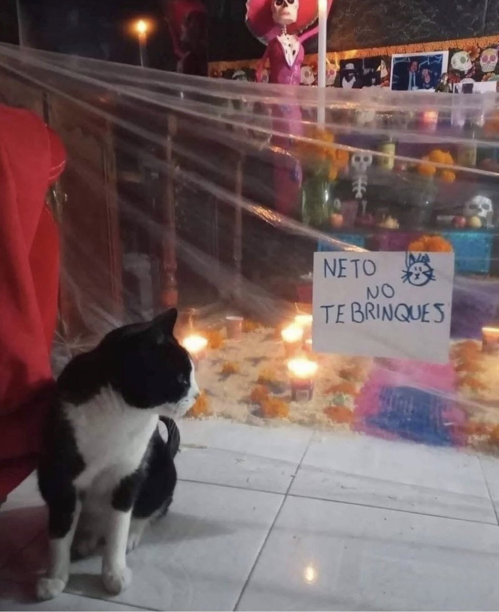 DiloConGatitoz's tweet image. El Neto: “Ese letrero no va a detenerme porque no sé leer…”