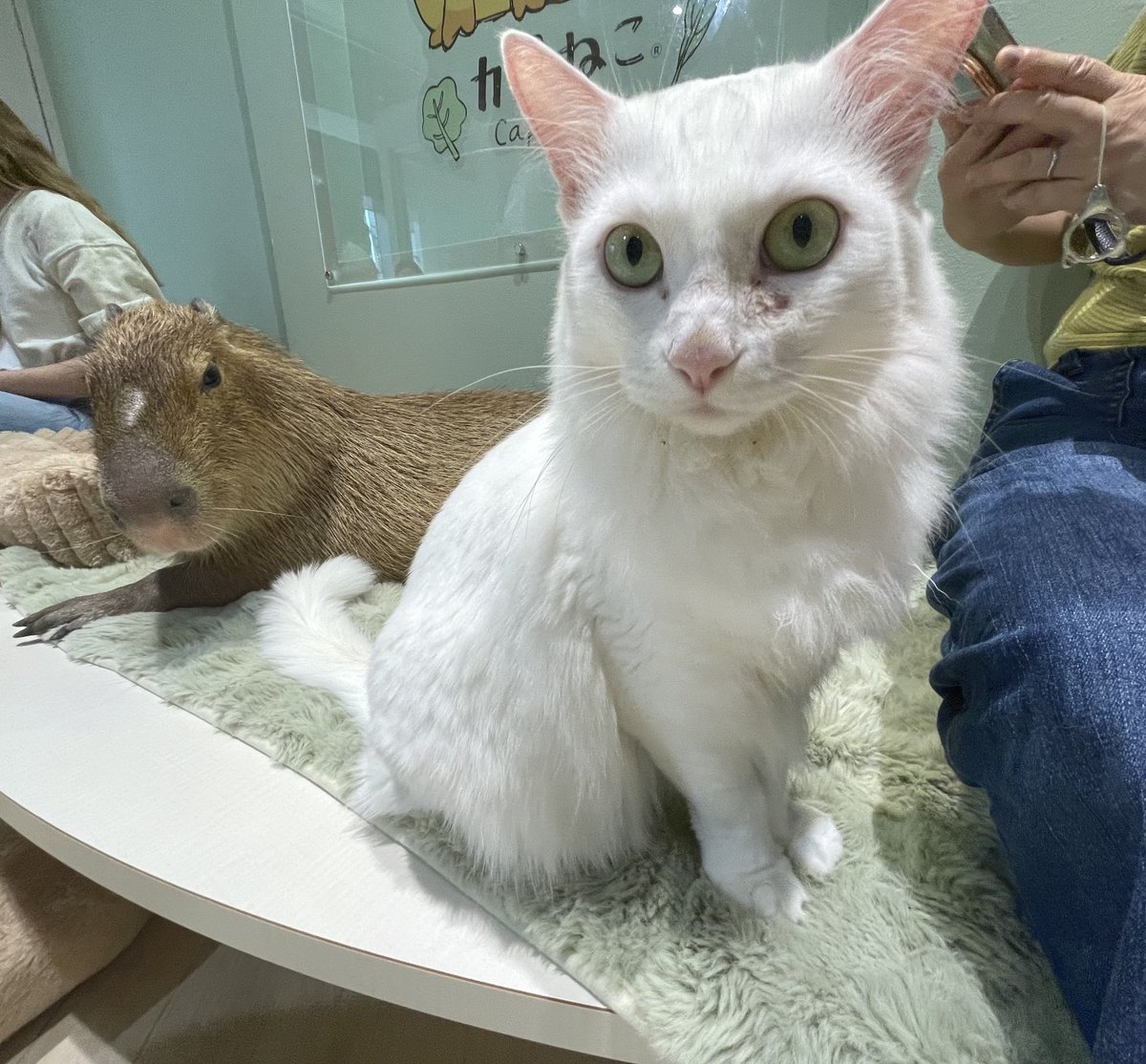 かなくま (@waHj7yIplRS77kG) / Posts / X