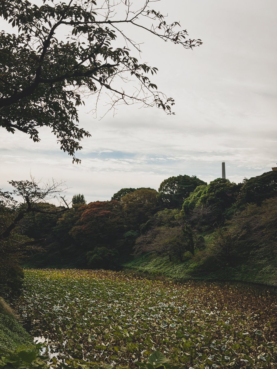 北の丸公園で少しだけ秋の散策

Shoot by iPhone17Pro
