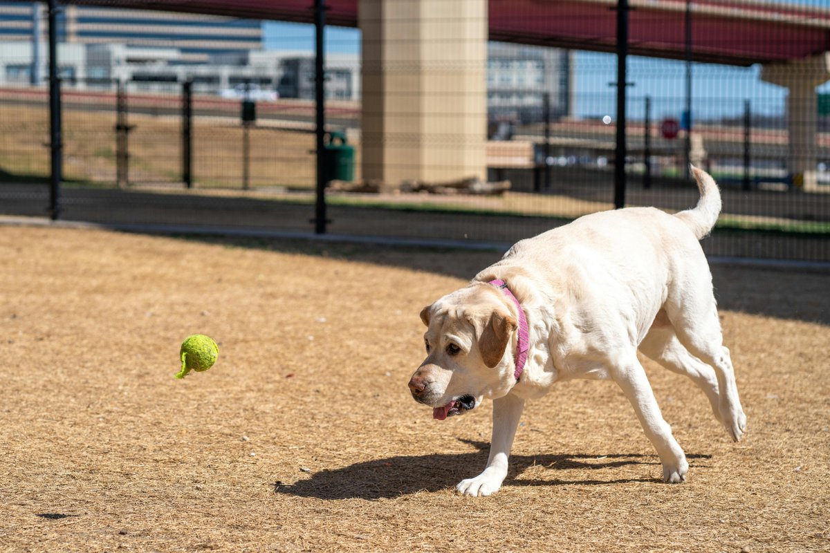 kninepets's tweet image. Grab your pup’s favorite toy 🎾, unleash the fun 🐕💥, and make every fetch safe and joyful for a happy, healthy dog 🐾❤️

kninepets.com

#FetchFun #DogPlaytime #HappyPup #Zoomies #DogToys #PlayAllDay #SafePlay #ActiveDogs #HealthyDogs #PetAdventure