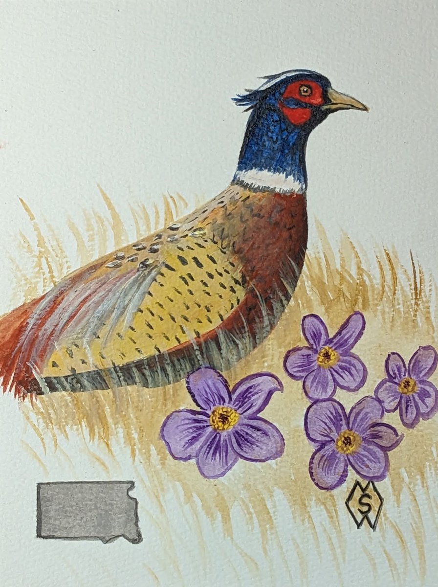 MattStarrFineA1's tweet photo. This is my acrylic painting of the South Dakota state bird and flower, which are the ring-necked pheasant and American pasque. https://t.co/z5LFfBR1bx 

#mattstarrfineart #art  #SouthDakota #pheasant #pheasants #bird #birds #flower #flowers #pasque #AmericanPasque https://t.co/6Xebi1bX39