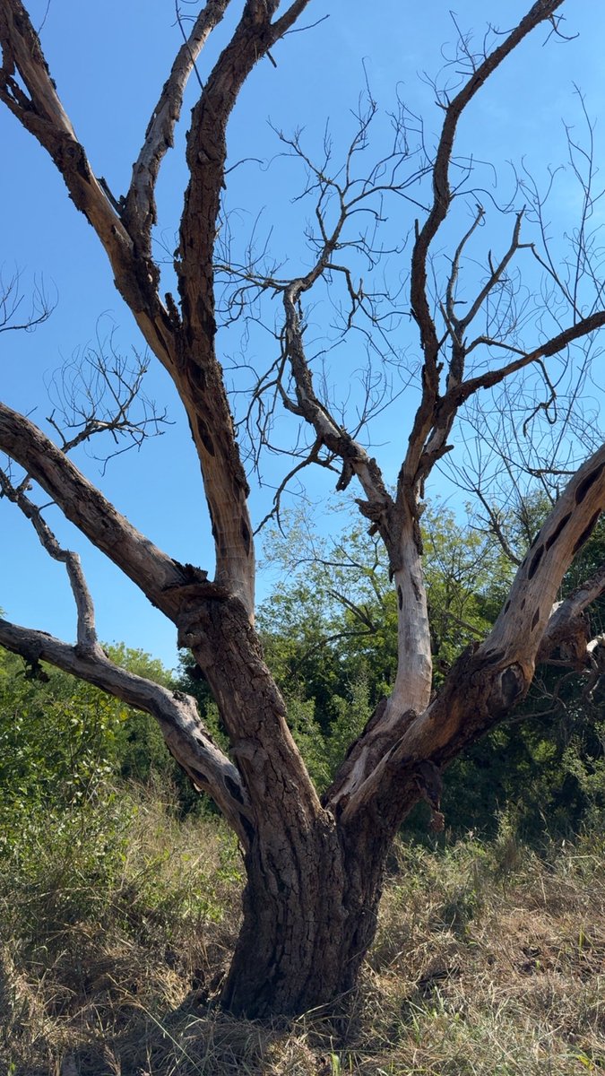 GoodLucKat's tweet image. This is Edgar Allen Poe weather #fallvibes #rgv #healingenergy  #evermore 🐦‍⬛🪬🍂🍁