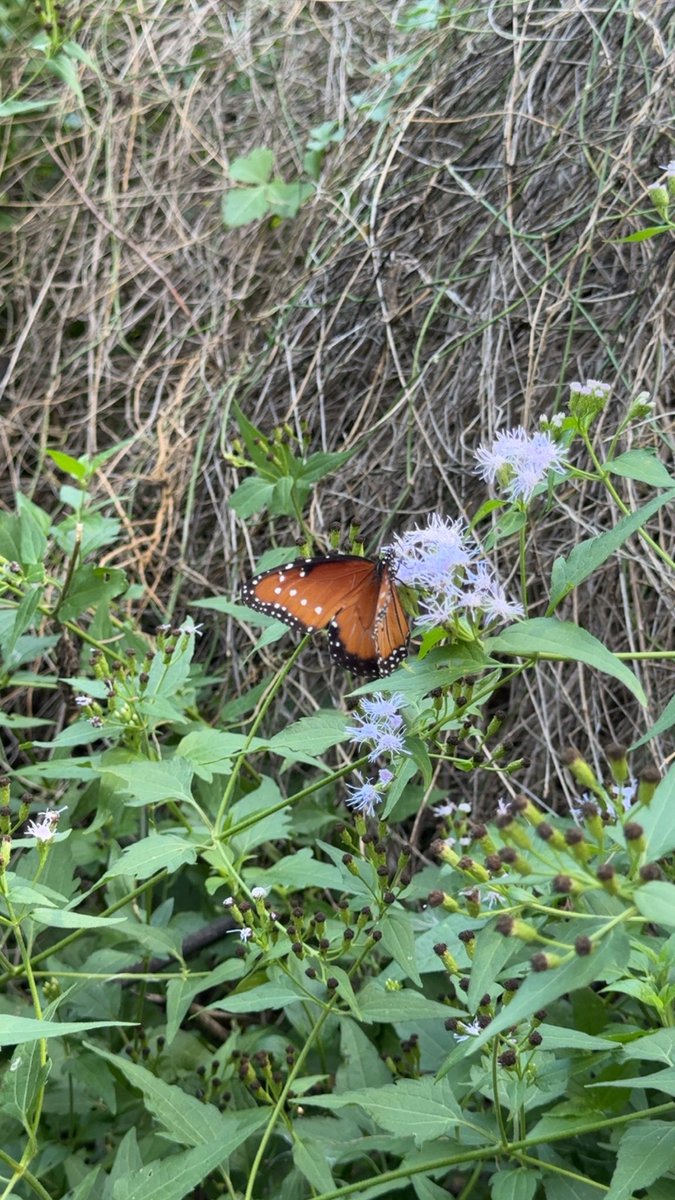 GoodLucKat's tweet image. This is Edgar Allen Poe weather #fallvibes #rgv #healingenergy  #evermore 🐦‍⬛🪬🍂🍁