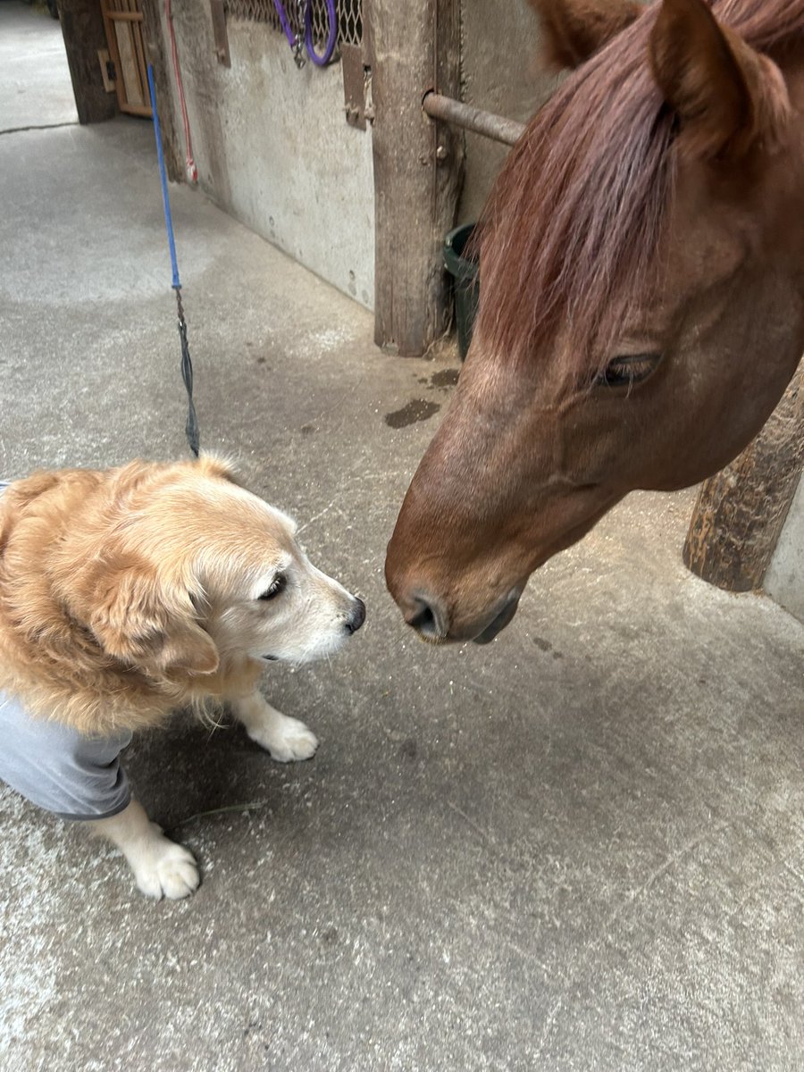 去年保護した推定6〜8歳の保護犬マックスは
シンキングダンサーとたまにお喋りします🗣

2人の空気感が好き🥰