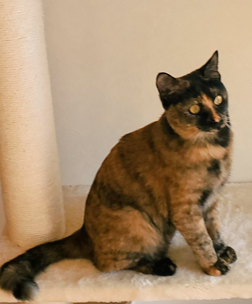 ふがしちゃん🐱サビ猫 on X