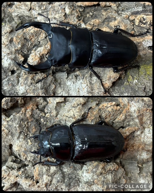 ペットショップCOLORS on X