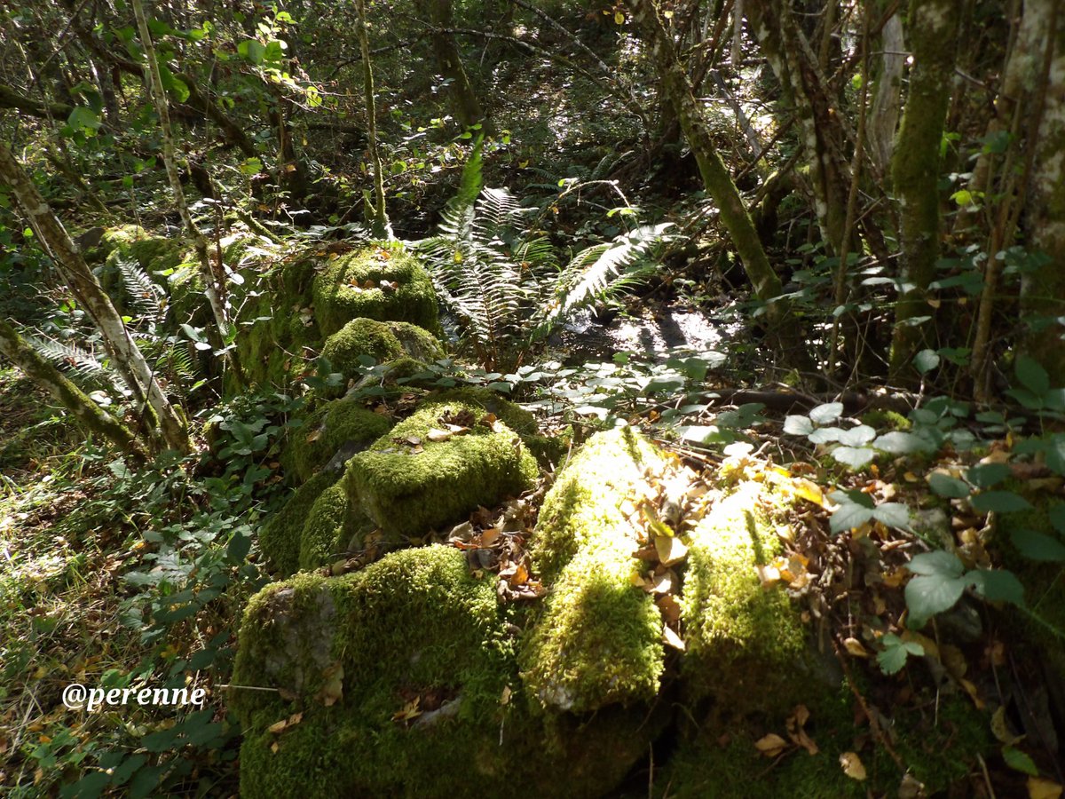 Cuando la luz natural se convierte en foco
#BuenosDías #3Nov